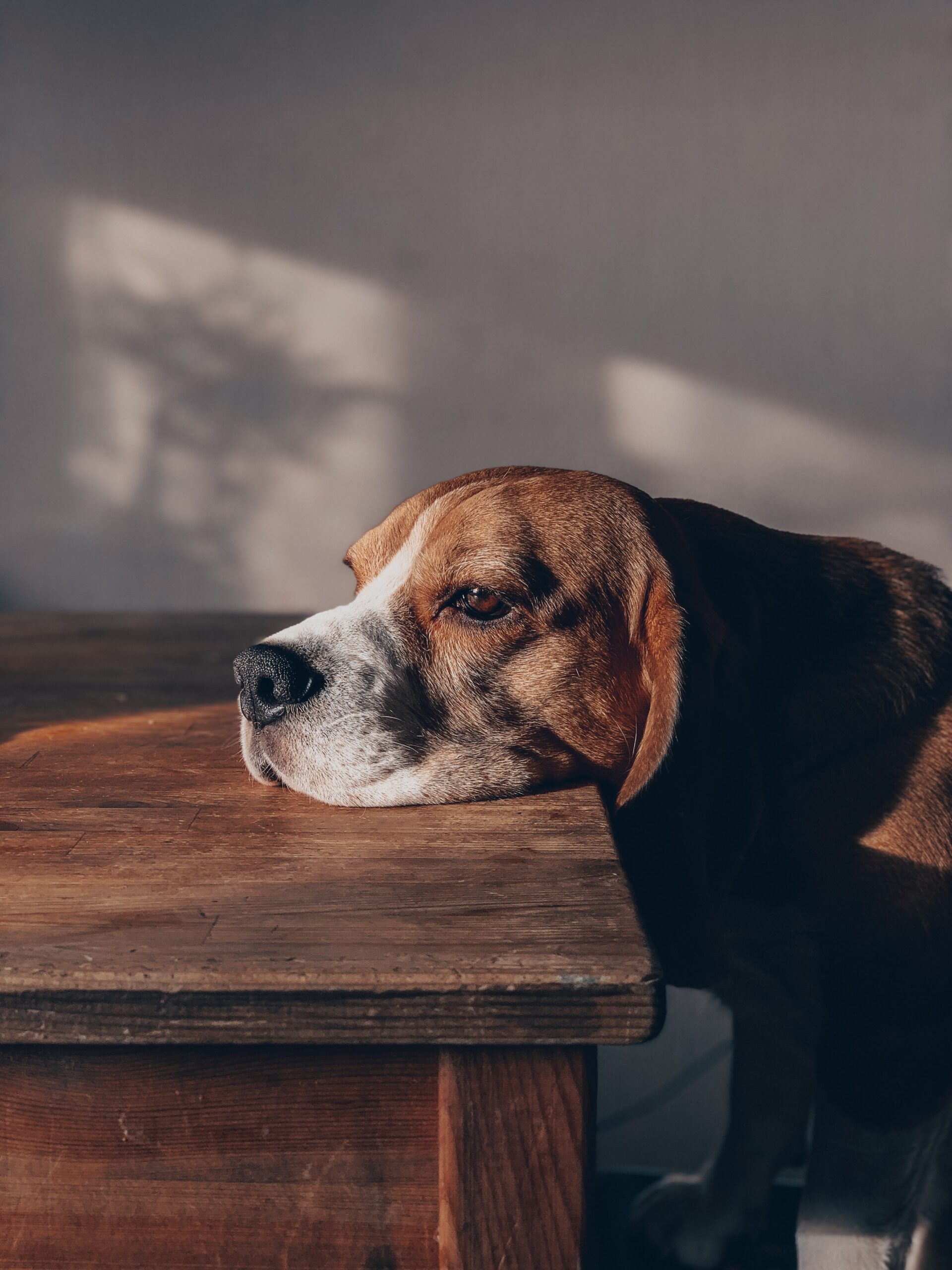 Nos Conseils Pour Occuper Votre Chien Pendant Votre Absence - Zaffiar